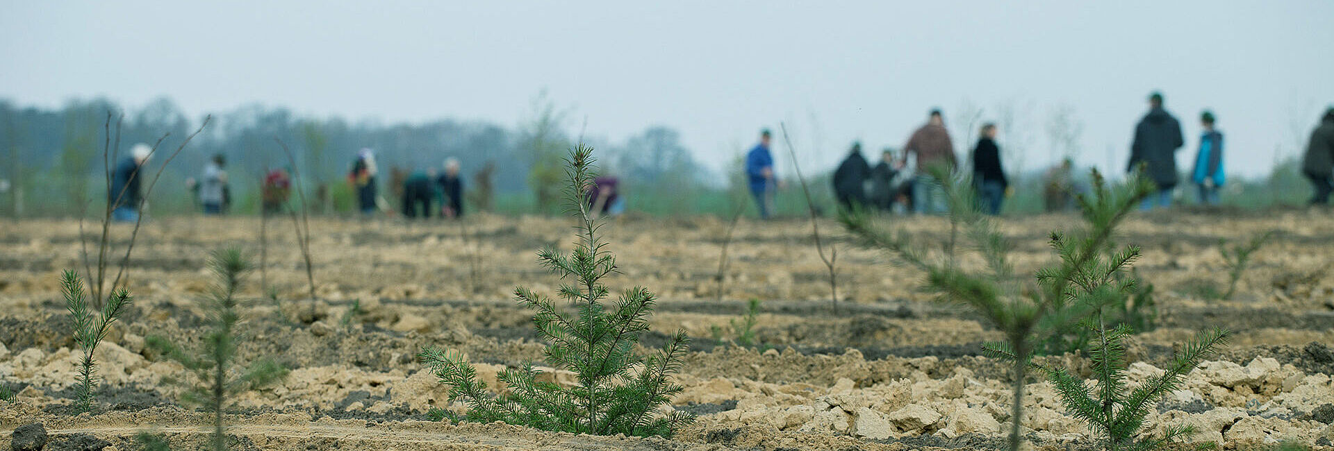 Pflanzaktion der Initiative Pro Klima: Ein neuer Wald für Weyhe